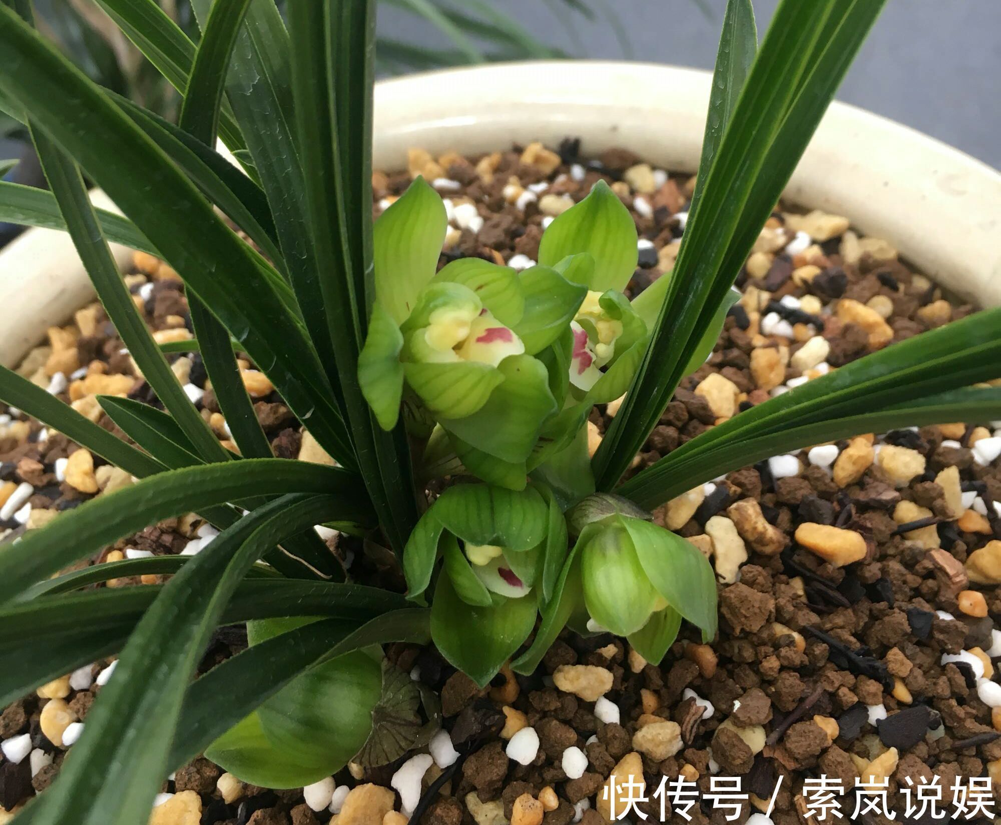 兰花植株根系腐烂而没有根了还能长出来吗兰花新苗上盆焦尖咋办