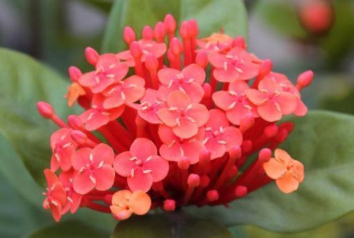 养花总养不活,不妨看看这些花朵,超级好养,耐热耐寒易爆盆