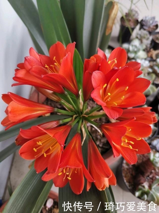 君子兰肥足长得壮，4种“肥水”轮着浇，10枝花箭一起蹿出来