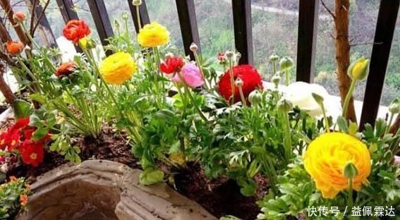 适宜|它叫洋牡丹、花毛茛,一次种植可多年赏花,适宜南北方新手盆栽