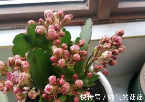 爷爷养长寿花，20天喂1勺“它”，花苞冒出来，开花200朵！