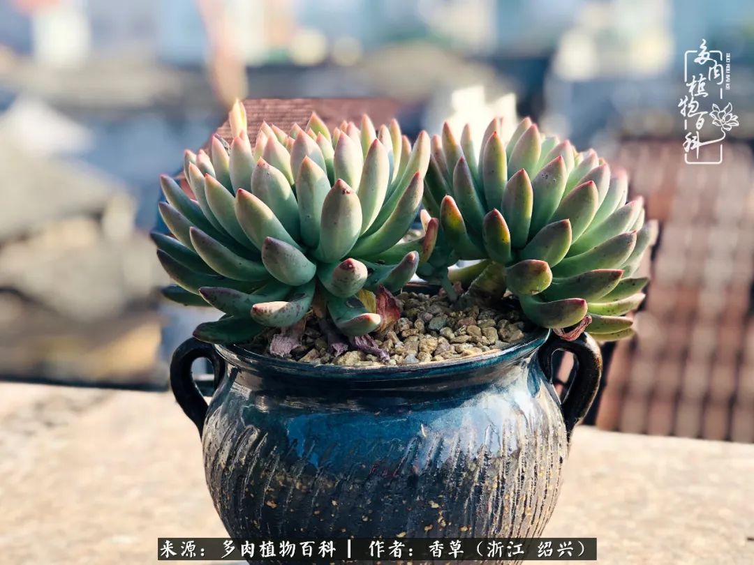 阳台上的一亩三分地,我愿与你一起,与时光媲美!