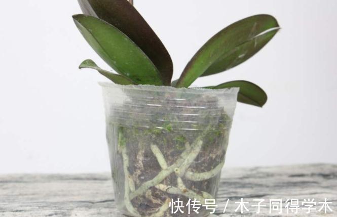 7种花，立秋后换盆，秋冬才能越养越好