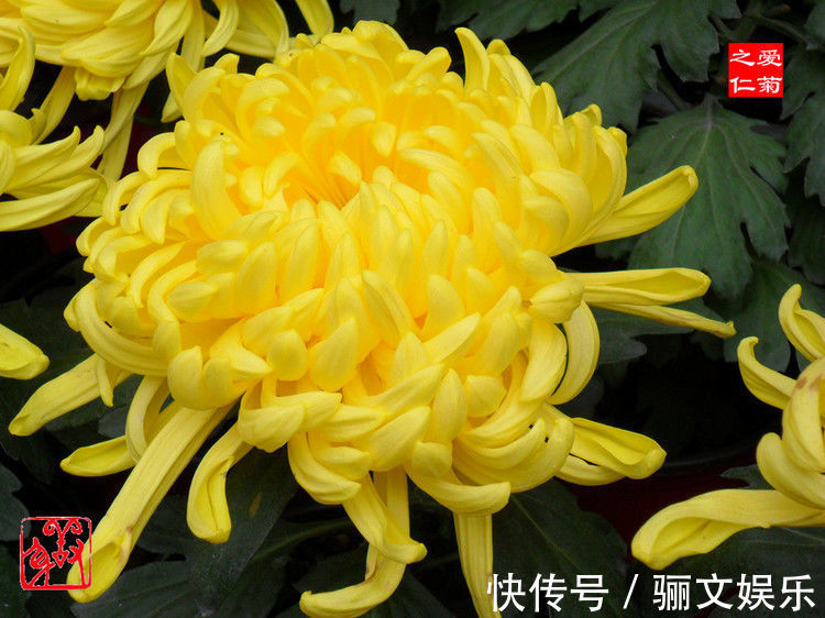 喜欢菊花，就养盆“菊中珍品”秋水明月，似明月圆满，色泽鲜艳