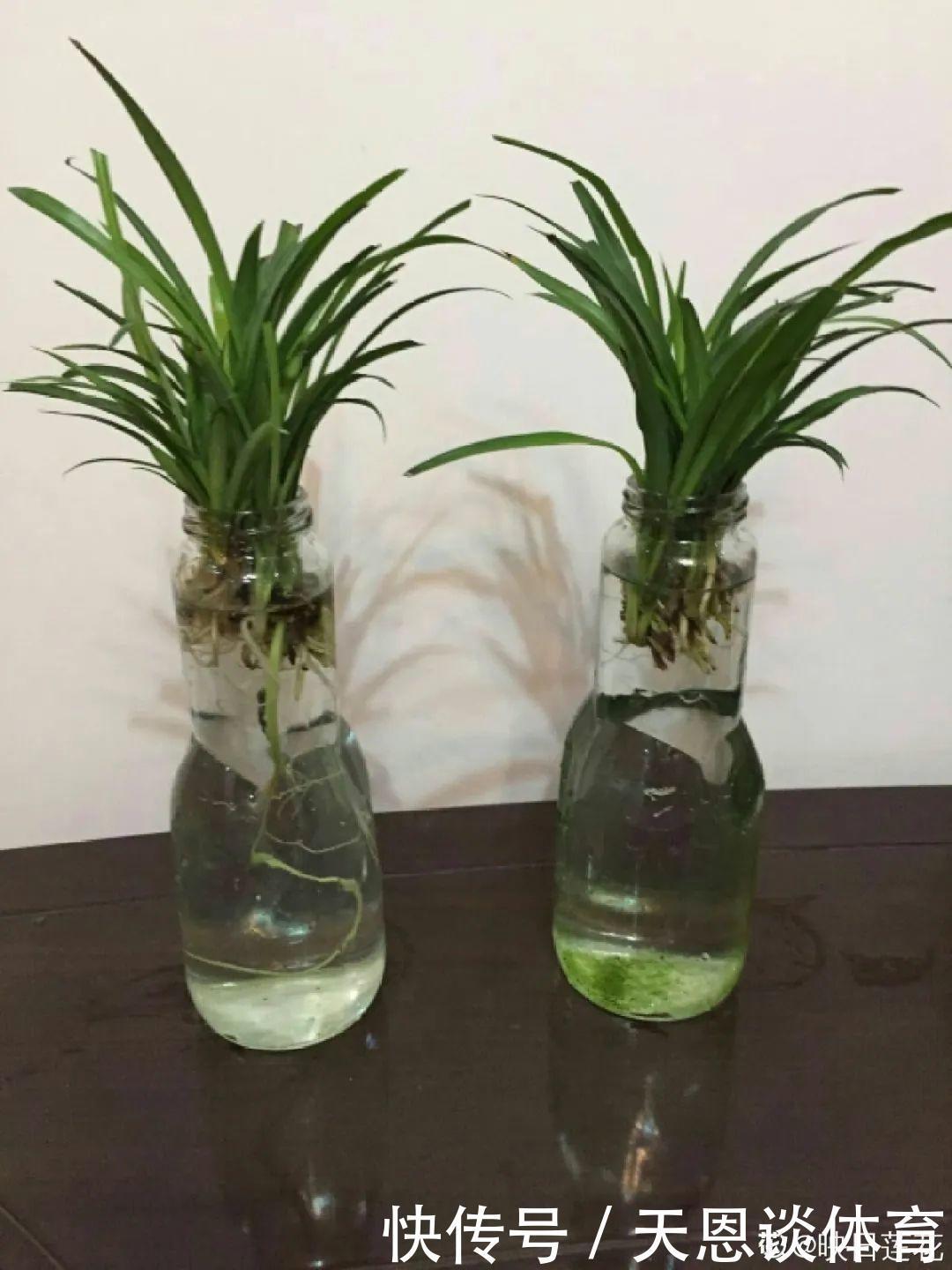 烂根|最难养的7种花,丢水里反而蹭蹭长,根系长满瓶!