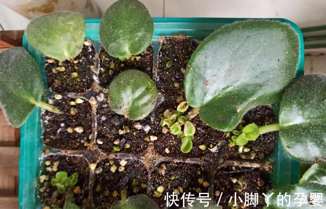 4种花,漂亮皮实又好养,用一片叶子也能扦插繁殖,绝了