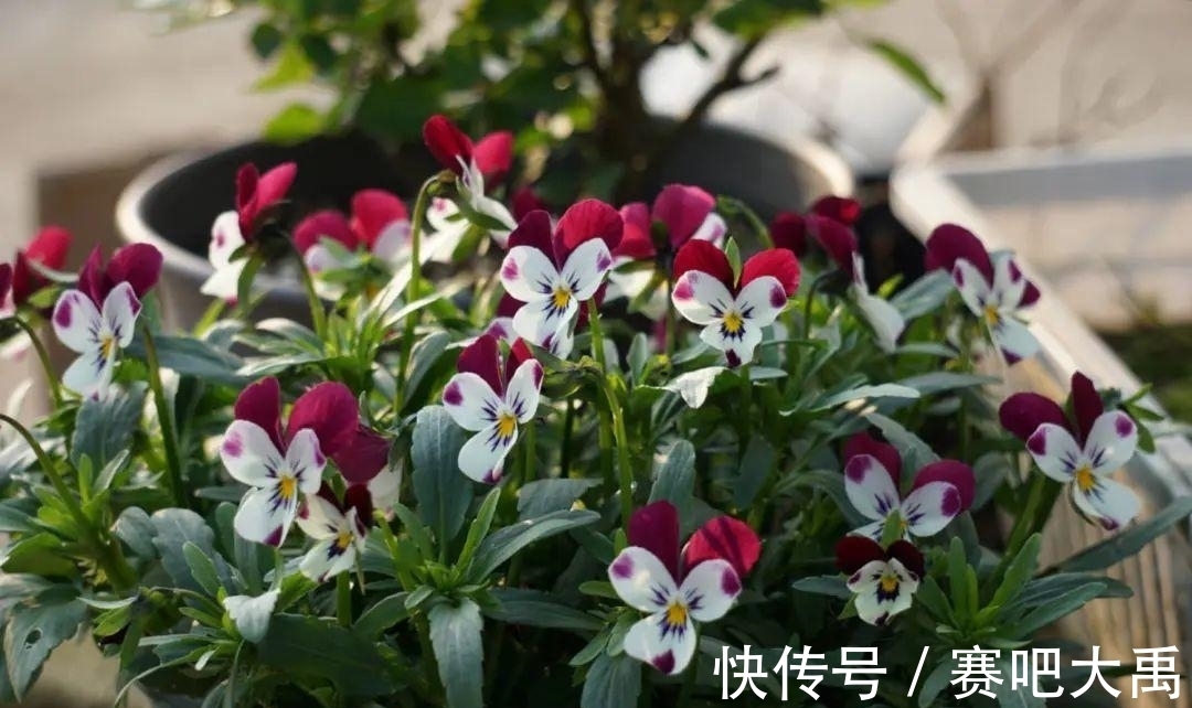 特耐寒的花,冬天照样能爆盆,颜值不输牡丹