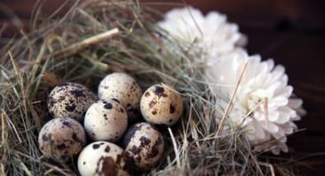 卵磷脂|鹌鹑蛋中的卵磷脂,对促进胎儿脑部发育作用有多大?