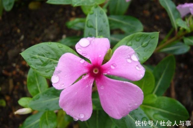 新手养花就养“它”,有土就活,有水就“旺”,一年四季能赏花!