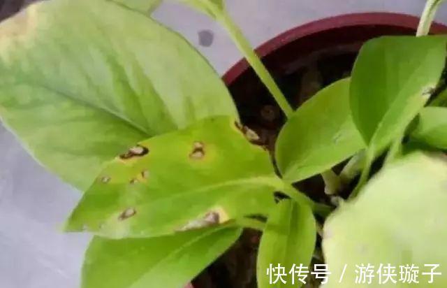 绿萝|解决好绿箩这5个问题,黄叶不再有,净化环境更给力