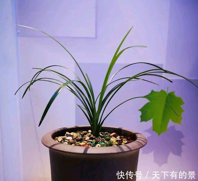 兰花上盆总是干尖烂根盆底铺上3个小东西,不积水还爆水晶头