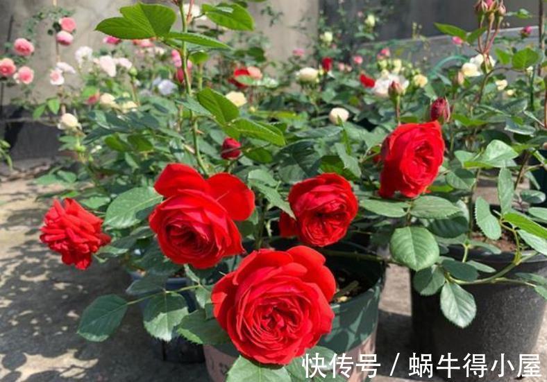 人气|人气颇高的10种月季，有人喜欢有人厌，找到合适的才是正确的