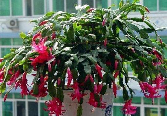 养花|秋冬养花,家里养3种花,易管理长势旺,懒人都能养爆盆