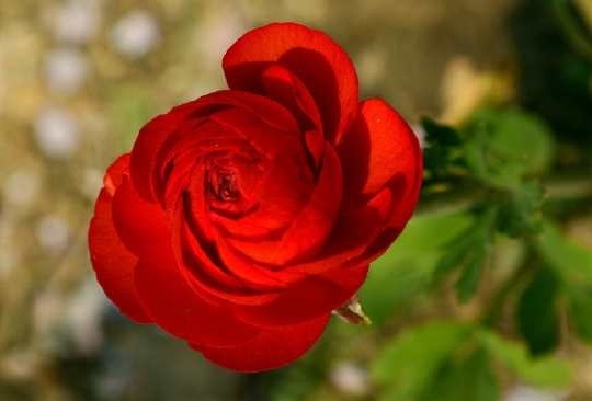 花露水竟还有此样妙用,养花人士最喜欢,驱虫,再也不黄叶