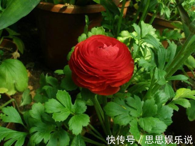 邻居种了1盆“芹菜”,却开出了“牡丹花”,花苞又大又鲜艳