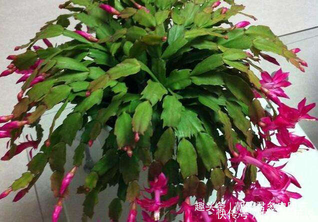 花旺|养蟹爪兰,花盆里撒点‘小豆豆’,叶子坚挺开花旺