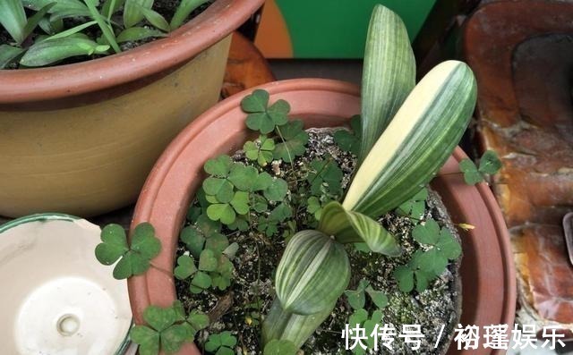 土壤|君子兰不长,主要有4方面原因,解决办法很简单