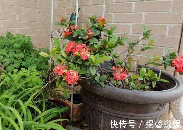 新人养花想得心应手,需注重3个小技巧,掌握到位养啥花都不难