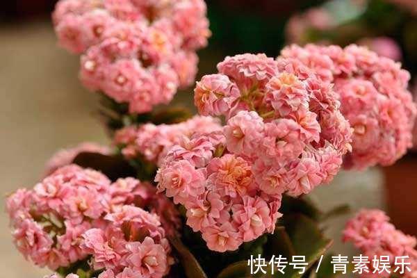 盆栽长寿花,这样来养护,开花特别多,花色特别艳!