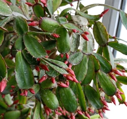 家养蟹爪兰，把握4个关键点，年年花繁叶茂！