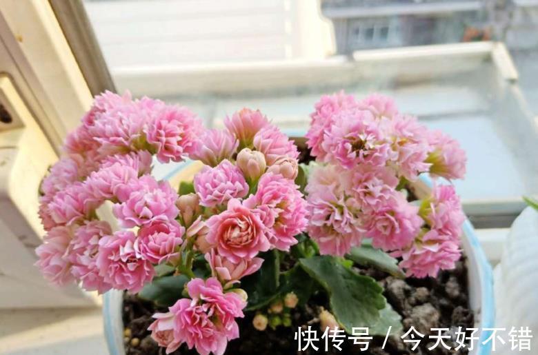 秋天看到3种花,别再花钱买,掐根枝插土里,容易成活繁殖快