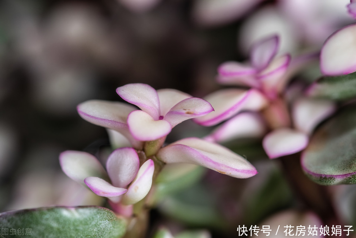 宁干|金枝玉叶浇水时，掌握好4个技巧，就能不黄叶，不烂根，枝繁叶茂