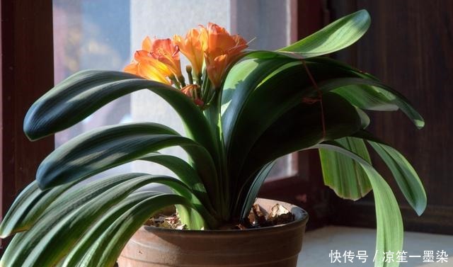 花卉|新手养君子兰“老乱放”要是摆到这“4处”,1个月后等着来收盆!