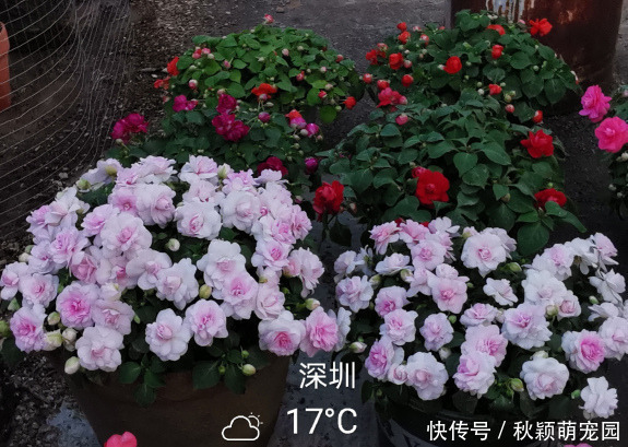 牡丹|比牡丹开花多,比月季还好看,花瓣层层叠叠,一年开花300天