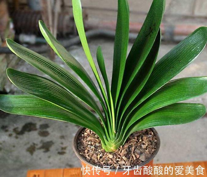 养君子兰,注意4点,不黄叶,根,刚入秋,花箭抽不停
