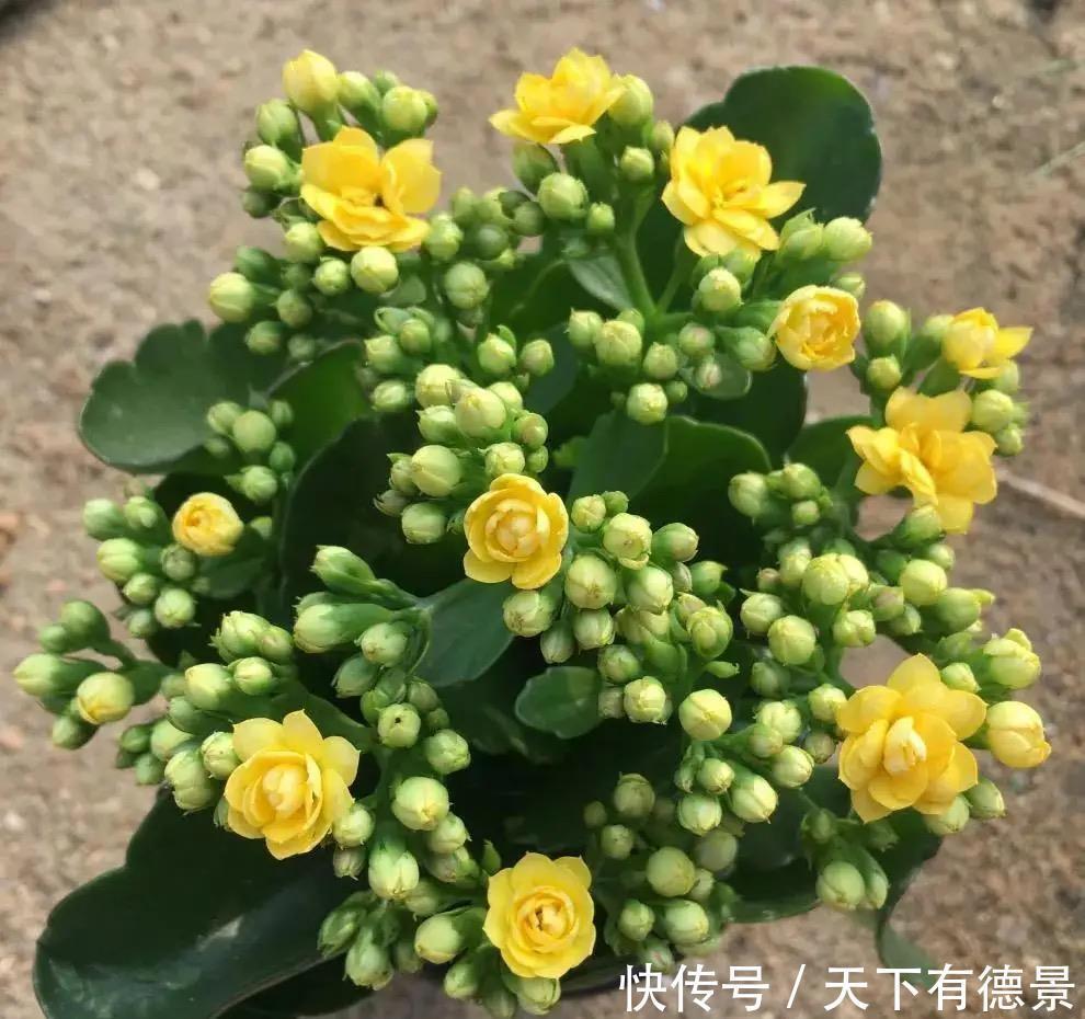 大神养长寿花有秘诀,春天做好这几件事,叶片肥美又亮丽,很漂亮