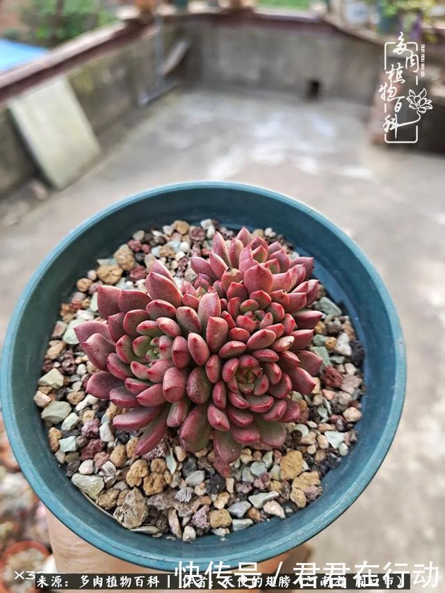 唯有植物,我的人生才不孤独!