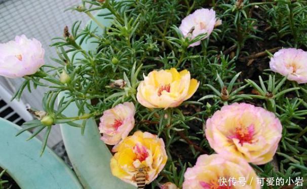 它叫“半枝莲”,开花似“牡丹”,撒一把种,开一片“五彩花”