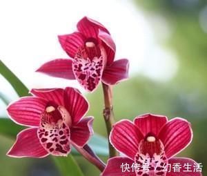 此花，比荷花漂亮，比桂花还香，好养又好看，值得拥有