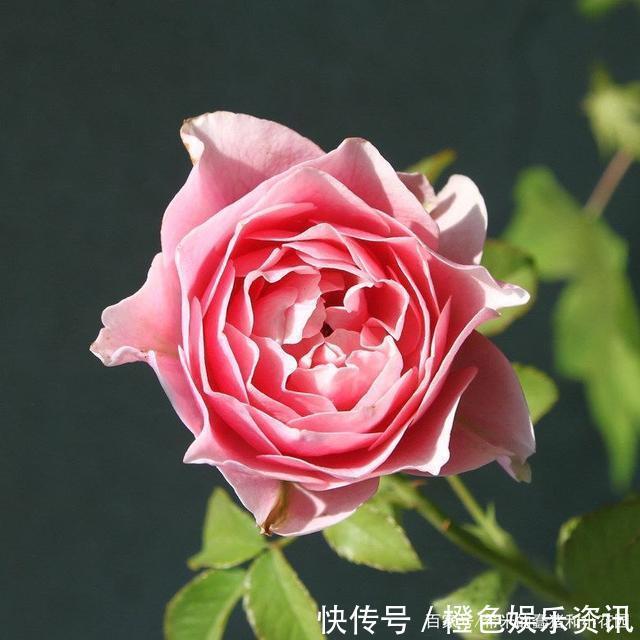 细数10种狼牙棒月季，怕刺的可绕道