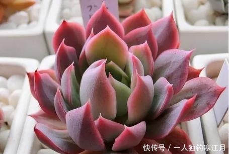 冬天养多肉植物,从2个方面下手,叶子肥嘟嘟,呆萌又可爱