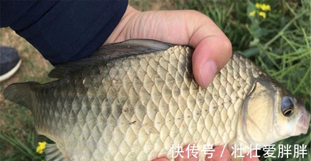 白露|入冬之前野钓大鲫鱼,我从来不用蚯蚓和红虫,这些素饵才是首选!
