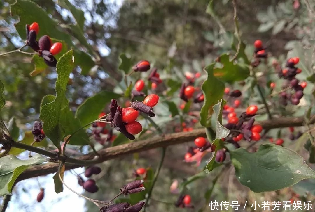 临朐这 个地方山清水秀，却不是一个村庄，而是……