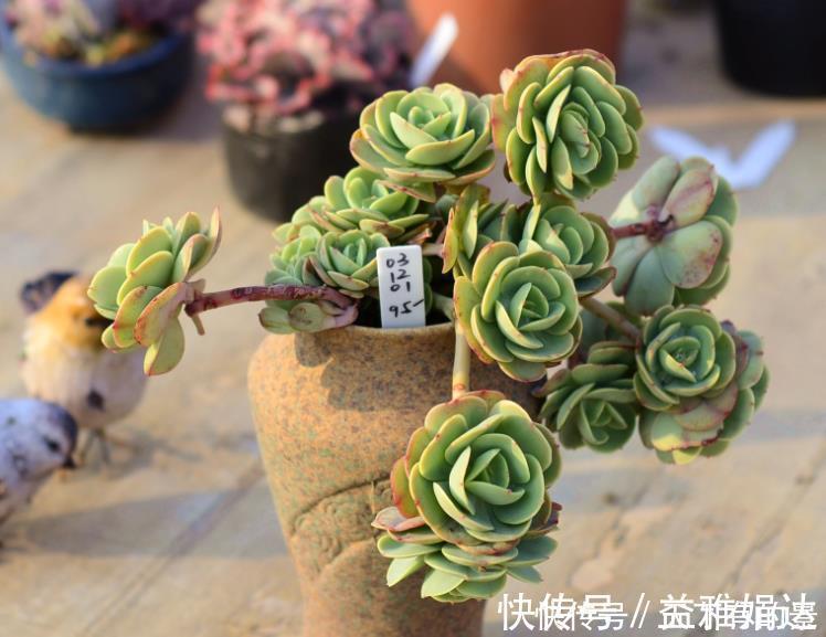 多肉碧桃|养殖多肉碧桃,6、7月盆栽避开此3处,茎叶长得旺、染色美!