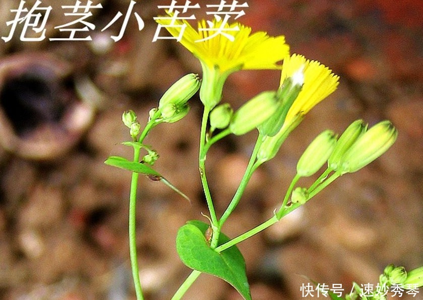 野生苦菜知多少，看图识苦菜