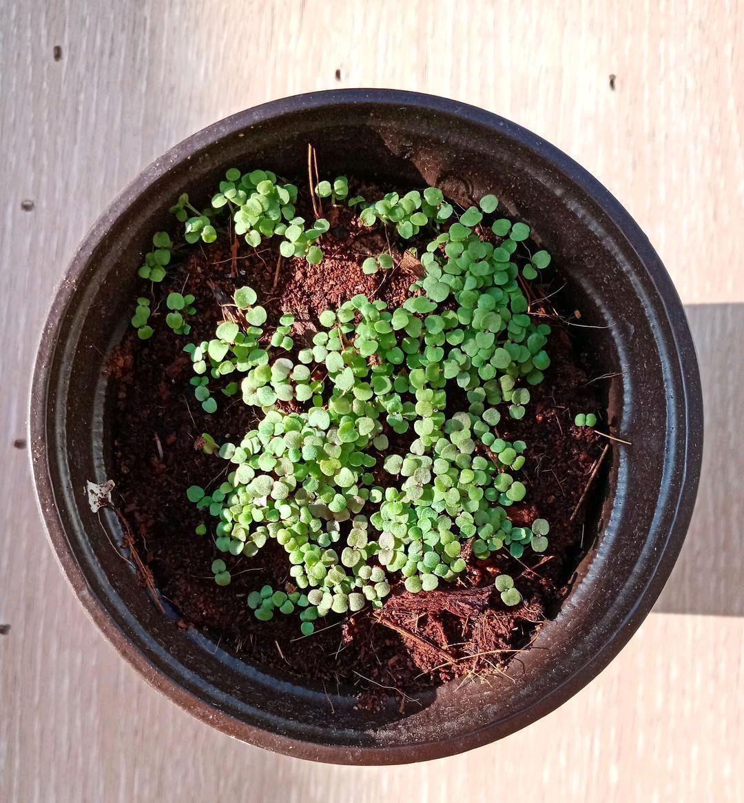 绿植|喜欢叶子有香味的花?5种芳香的绿植,比绿萝更好养更耐看