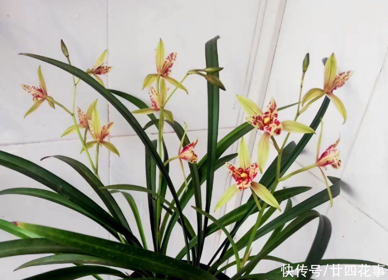 春兰|这花公认难养,冬天室内要注意,放外面冻20天,开花多又香