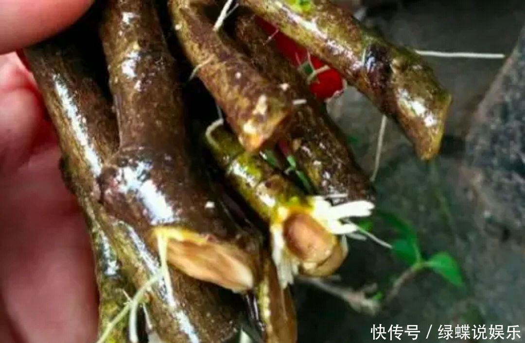 枝条|夏季怎么快速繁殖栀子花一把栀子花枝条,一个水桶,20天生根