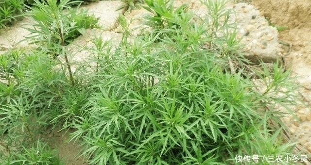 野果类|遇见“它”,请您少摘点,因为价值珍贵,且用处大