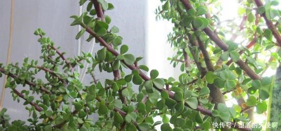 养花|5年前养了一盆“野草”,邻居们很羡慕,说是“金枝玉叶”!