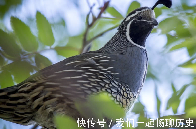 鹌鹑|李时珍称它“黄金水”!好喝不贵,男人常喝“肾气十足”!