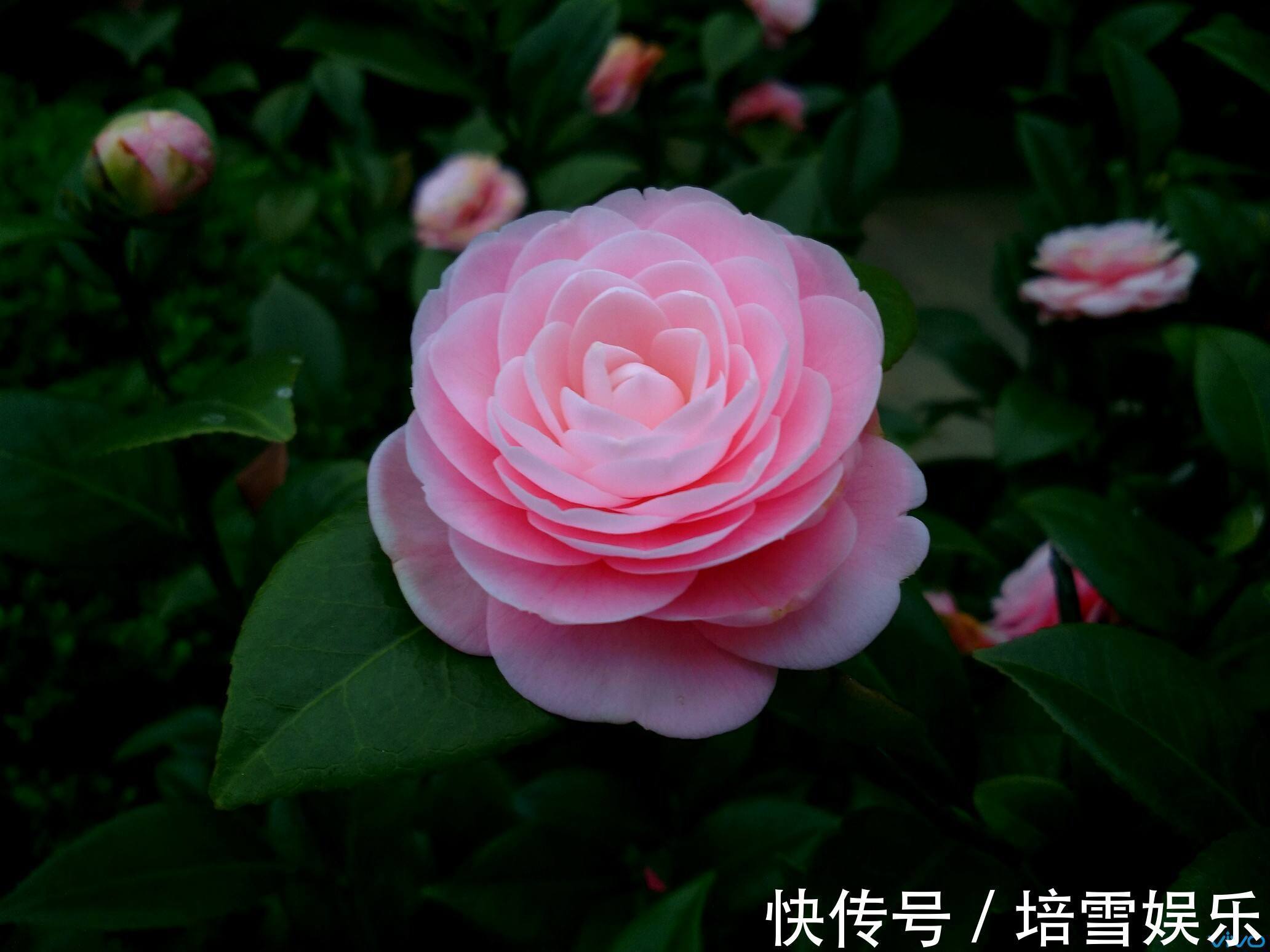 茶花经常掉叶子老花匠传授3个小方法,长的枝繁叶茂,轻松爆盆