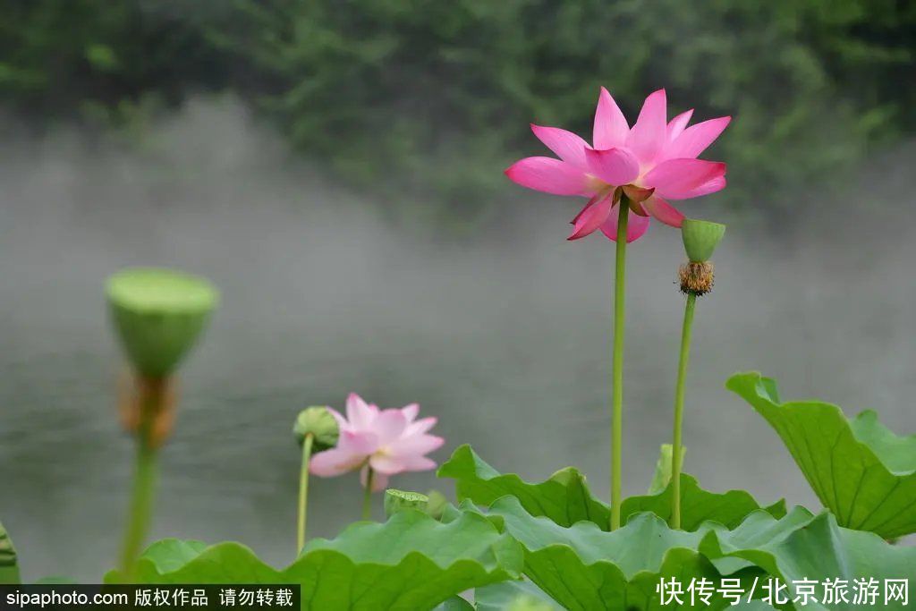 盗梦空间|免费！雾里看花水中望月！这个小众公园已化身湖光仙境！太美了