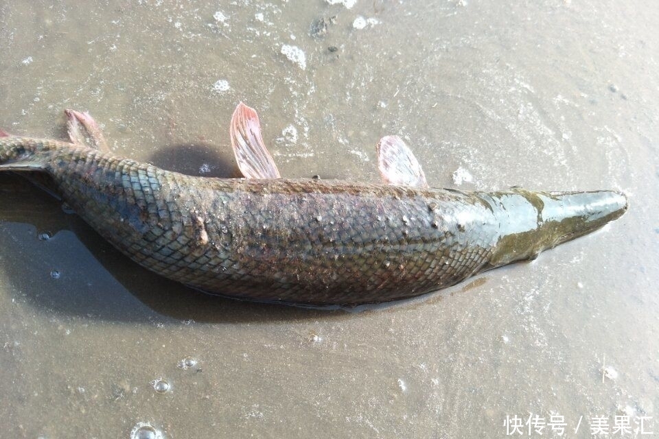 鱼塘里如果有一条这种鱼,这个鱼塘基本就废了!