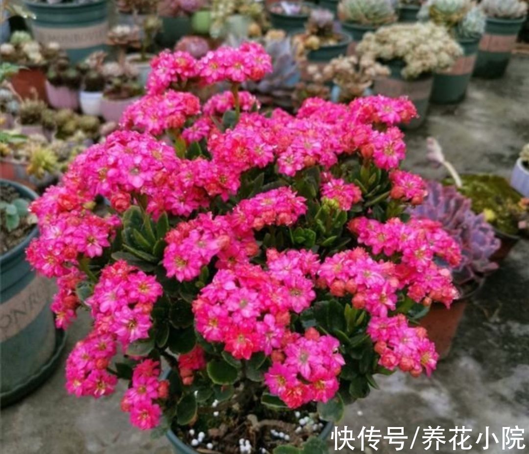 家里养3种花，冬天别停肥，让它早开花