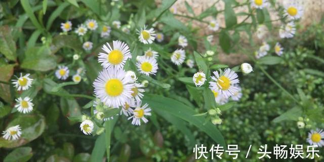 这几种路边常见的野花,小巧惹人喜爱,不用管就长成小花球